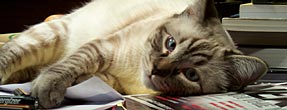 le chat couché